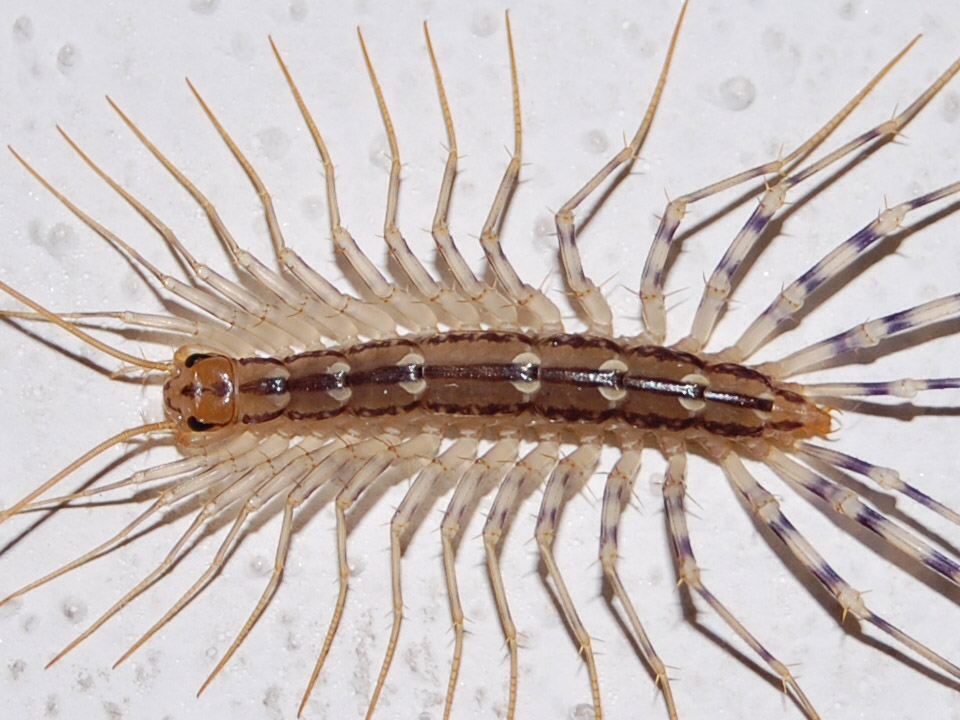 Scutigera coleoptrata **set fotografico**